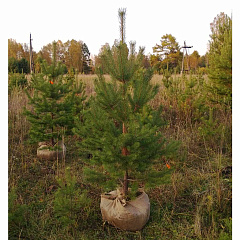 Саженцы, сосна обыкновенная (Pinus sylvestris), Стандарт, 180-220 см. купить в Красноярске